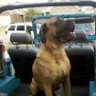 mcyota