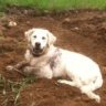 remdog24