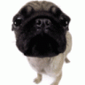 Pug