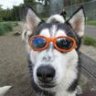 Huskey