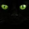 twinkie_cat
