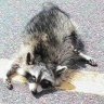 Roadkill