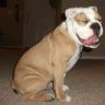 Bulldog_Runner