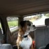 muttbutt