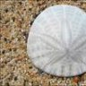 SandDollar