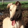GreyhoundGuy