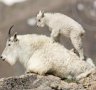 MountainGoat