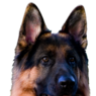 white_fang