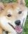 Wai