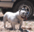 bulldog-yota