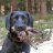 ScoutDog