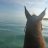 Land_Shark