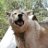 TWolf