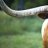 Bevo