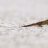 SnowLizard