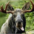 Silver_Bear