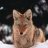 Coyotearms