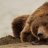 Sleeping-bear