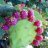 pricklypear