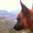 traildog