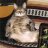 FatrCat
