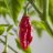 GhostChili