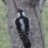 VaWoodpecker