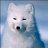 Snowfox