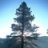 Tall Pine