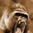 SilverBack4Jack