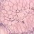 H.Pylori
