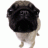 Pug