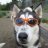 Huskey