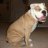 Bulldog_Runner