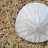 SandDollar