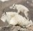 MountainGoat