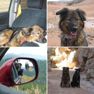 4-legged Co-pilots
