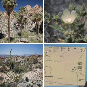 Joshua Tree NP off-roading