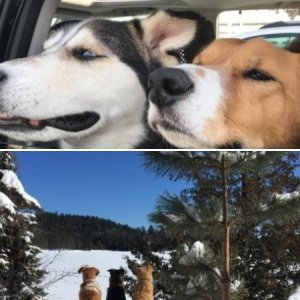 The Dawgs