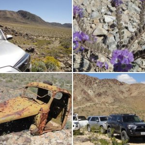 Joshua Tree - Gold Crown Road