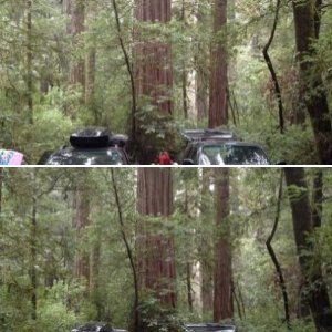 redwoods