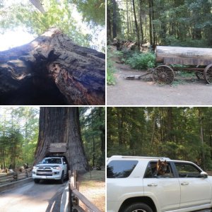 2016 - Majestic Giants