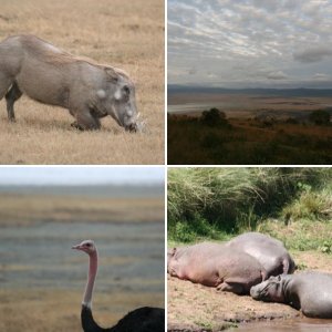 E. Africa Wildebeest Migration (2007)