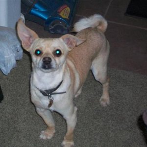 Otis