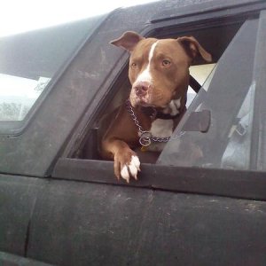 my dog pickle in the back of my 4runner as we are 4x4ing