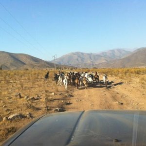 la foto (29)

Yota "herding goats"
