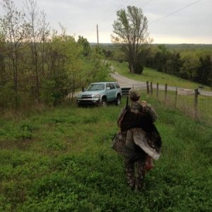 Another Wild turkey 2012 1