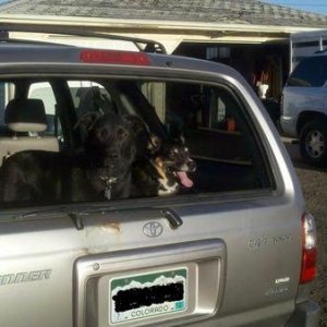 The dogs approve of the roll-down rear window