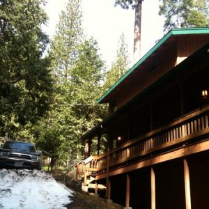 Cabin Bear