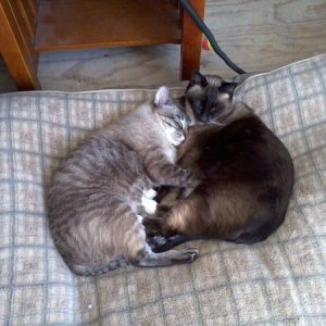Lazy Bums